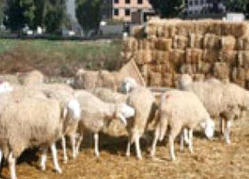 عودة قوية للصوص المواشي بالجلفة                                    مع اقتراب عيد الأضحى المبارك