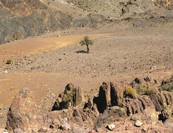 مكافحة التصحر بالجلفة: جهود جبارة لتحصين الغطاء النباتي                                    مراهنة على إيقاف زحف الرمال شمالا