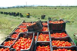 أطنان من الطماطم ترمى على قارعة طرقات الجهة الغربية لتيبازة