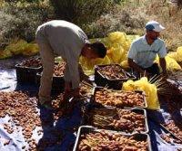 Une production de 22.000 quintaux de dattes espérée                                    Tébessa