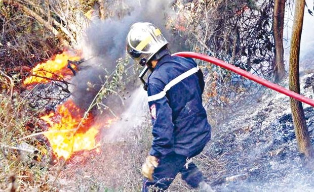 Plus de 10 hectares de forêt ravagés par le feu à Frenda