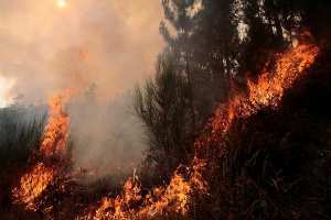 حرائق تأتي على عشرات الهكتارات بتيزي وزو