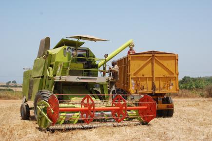 فلاحو سيدي بلعباس يشتكون من صعوبة استيعاب محصول الحبوب