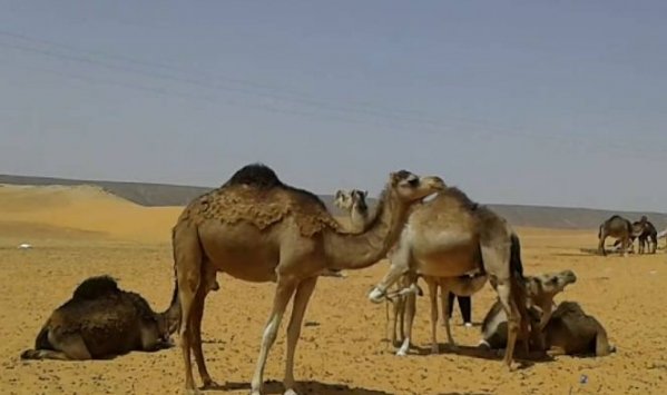 فرقة البحث والتحري توقف سارقي الإبل بولاية الوادي