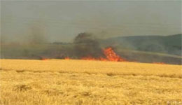 Tizi Ouzou / Suite aux incendies : Des céréaliculteurs indemnisés