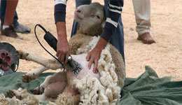 Laine de mouton : Cette ressource boudée par les investisseurs