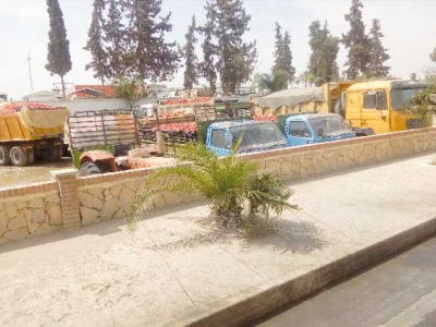 منتجو الطماطم بالشلف يتكبدون خسائرفادحة