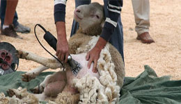 Laine de mouton : Cette ressource boudée par les investisseurs