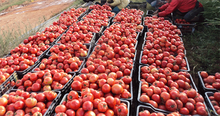 الطارف: رمي أطنان من الطماطم في الأودية و المزابل