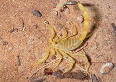 النعامة ... عدة ورشات لجمع العقارب وأخرى للأشغال ذات المنفعة العامة