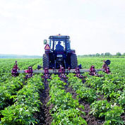 1.200 fellahs signent les cahiers de charges                                    Guelma, Concession de terres agricoles