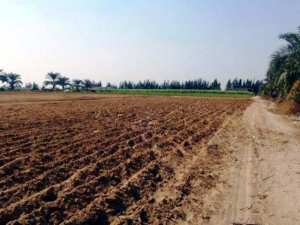 Tlemcen: Des terres agricoles détournées de leur vocation