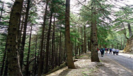 Tizi-Ouzou : Que revive Tala Guilef