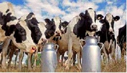 Les besoins de l'Algérie en hausse exponentielle / Filière lait : état des lieux