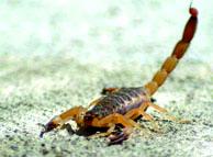 1.450 victimes déplorées depuis début 2012                                    Ghardaia, piqûres de scorpion