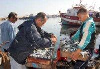 Hausse importante de la production                                    Sardine