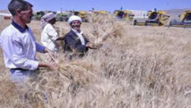Bilan de la campagne moissons battages à Ain Temouchent : 1.846.000 quintaux collectés de toutes céréales confondues