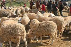 ارتفاع فاحش في أسعار الأضاحي وسط إقبال محتشم بأدرار