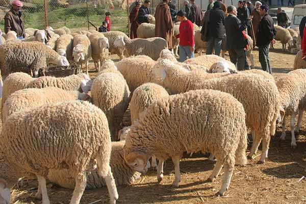 ارتفاع فاحش في أسعار الأضاحي وسط إقبال محتشم بأدرار