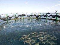 L'aquaculture booste le secteur de la pêche à Aïn Temouchent