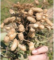 El-Taref                                    La tomate et les cacahuètes