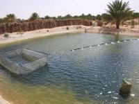 Wilaya d'Ouargla : l'aquaculture un créneau porteur