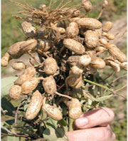 El-Taref                                    La tomate et les cacahuètes