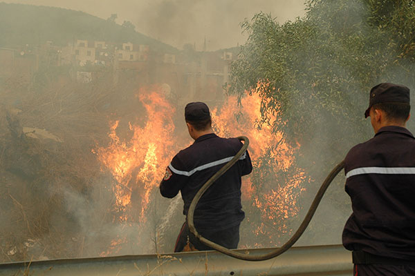 الحرائق تتسبّب في إتلاف 31 ألف شجرة مثمرة بالبويرة