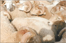 بيعت بأسعار لم تتعد 40 ألف دج في أسواق بسكرة