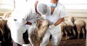 تجنيد 36 بيطريا لمراقبة أسواق الماشية بسيدي بلعباس