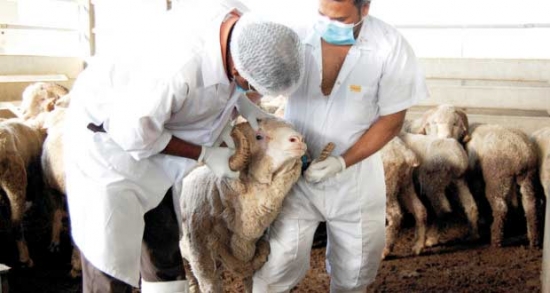 تجنيد 36 بيطريا لمراقبة أسواق الماشية بسيدي بلعباس