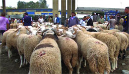 Mouton de l'Aïd : Le spectre de la viande bleue...