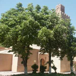 Aperçu historique de Tlemcen