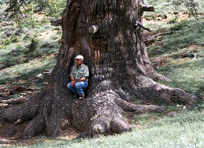 Les pistacheraies algériennes : Etat actuel et dégradation