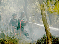 الحرائق تأتي على أزيد من 448 هكتارا من الغابات بالبليدة .. الحرائق تأتي على 130 هكتار من الغطاء النب