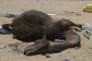 العطش والحرارة يفتكان بعشرات النوق في أدرار