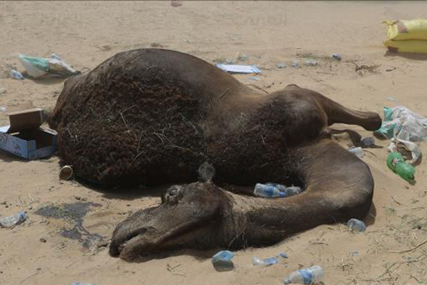 العطش والحرارة يفتكان بعشرات النوق في أدرار