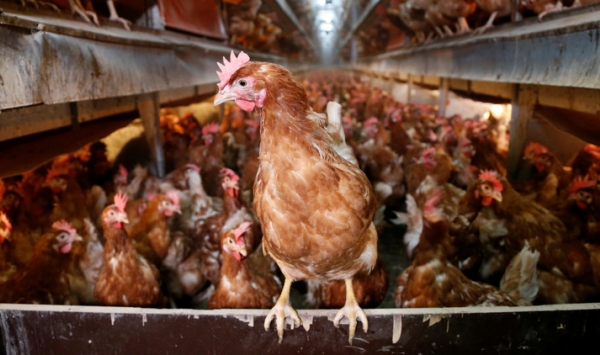 أزمة في أوروبا بسبب فضيحة البيض الملوث..