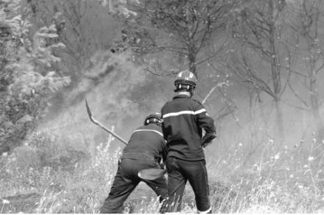 Tizi Ouzou : 113 000 oliviers détruits par les incendies