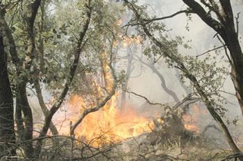 Les décharges anarchiques accentuent les feux de forêt                                    LE PATRIMOINE ARBORICOLE RAVAGE À TIZI OUZOU