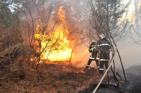 Les feux de forêts reprennent de plus belle                                    Mostaganem : les autres articles