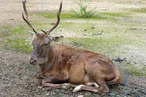 لجنة مختصة للبحث عن  الأيل البربري  وإعادته إلى المحمية بقالمة