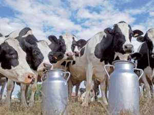 16 personnes contaminées par du lait cru