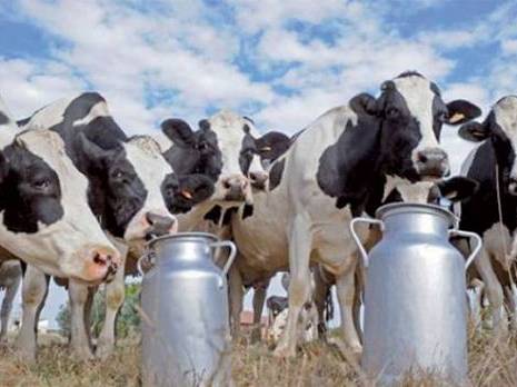 16 personnes contaminées par du lait cru