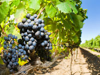 بومرداس/منتجو العنب بسيدي داود يطالبون بدعم الدولة