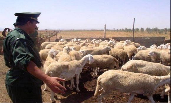 هكذا أطاحت فرقة الدرك الوطني بعصابة سرقة المواشي في العاصمة