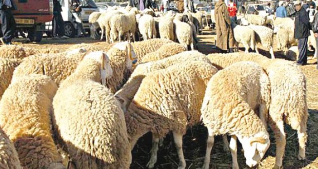 4 pôles et 74 sites aménagés pour la vente du mouton à Oran