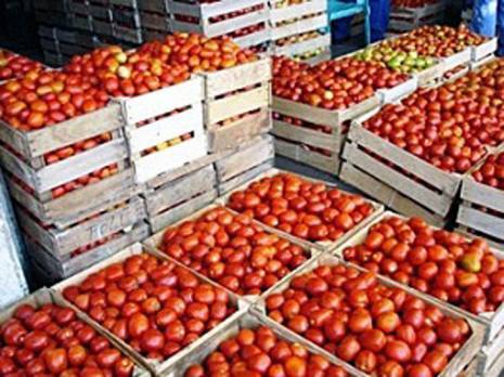 La wilaya assure 50 % de la production nationale                                    Filière de la tomate industrielle