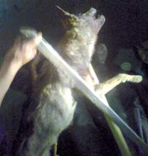 حيوان غريب يثير الرعب في مداشر تيزي وزو                                    يهاجم ضحاياه على مستوى العنق والصدر