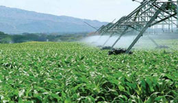 Agriculture bio : Et si le retard technologique était salvateur '